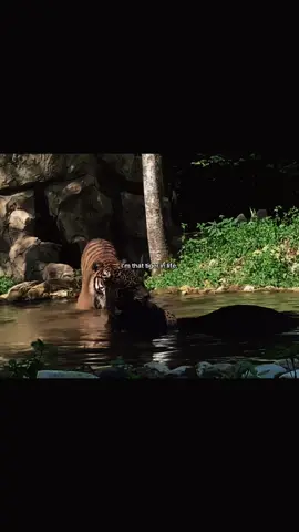 :/ #zoologytok #fypシ #viral #tiger #tigers