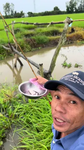 Câu cá trên đồng ruồng bằng mở heo.. #andyho1984 #câucá #câucagiaitri #câucatựnhiên 