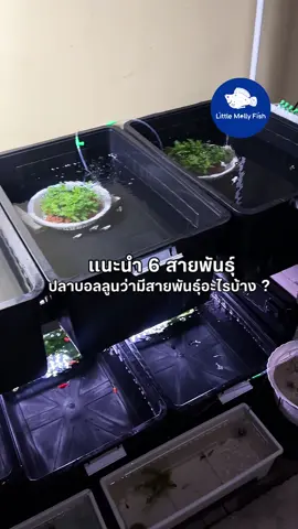 ฟาร์มเล็กๆแต่เลี้ยงแบบมีความสุข 🥰🫧🐠 #ปลาบอลลูน #mollyfish #มือใหม่หัดเลี้ยงปลาบอลลูน #ปลาบอลลูนนนทบุรี #จัดตู้ปลา