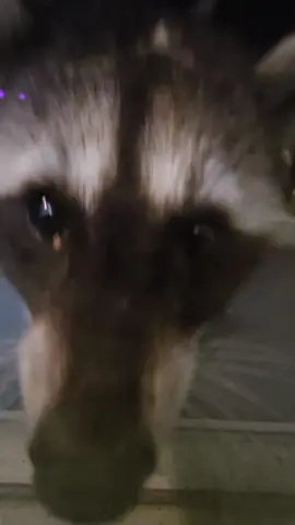 we met a new baby tonight!! #racoon #babyraccoon #raccoonsoftiktok 