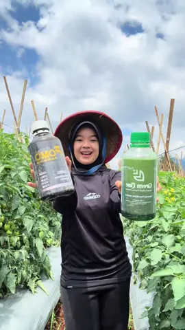 Petani wajib cobain #teambolu #greenline #fomofarming #petanibube @TANI MUDA JAYA 