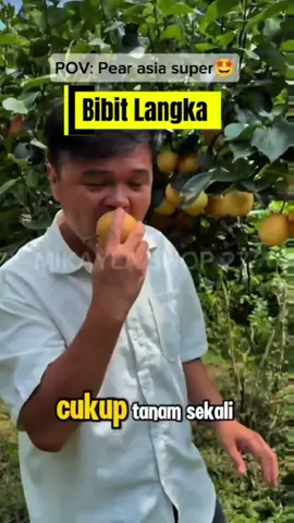 Banyak yang nyesel nggak beli bibit ini dari dulu! - bibit pear asia - cepat berbuah #bibitcepatberbuah #pir #fypシ゚ #viral 