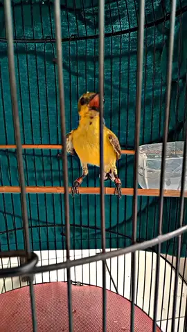 lulus latihan militer 😎 sauna 2 jam lebih kuat 🤣👍🔥  #sogonmaniaindonesia  #sogonijoan  #sogonmateri  #kicaumaniaindonesia  #kicaumanianusantara  #sogongacor 