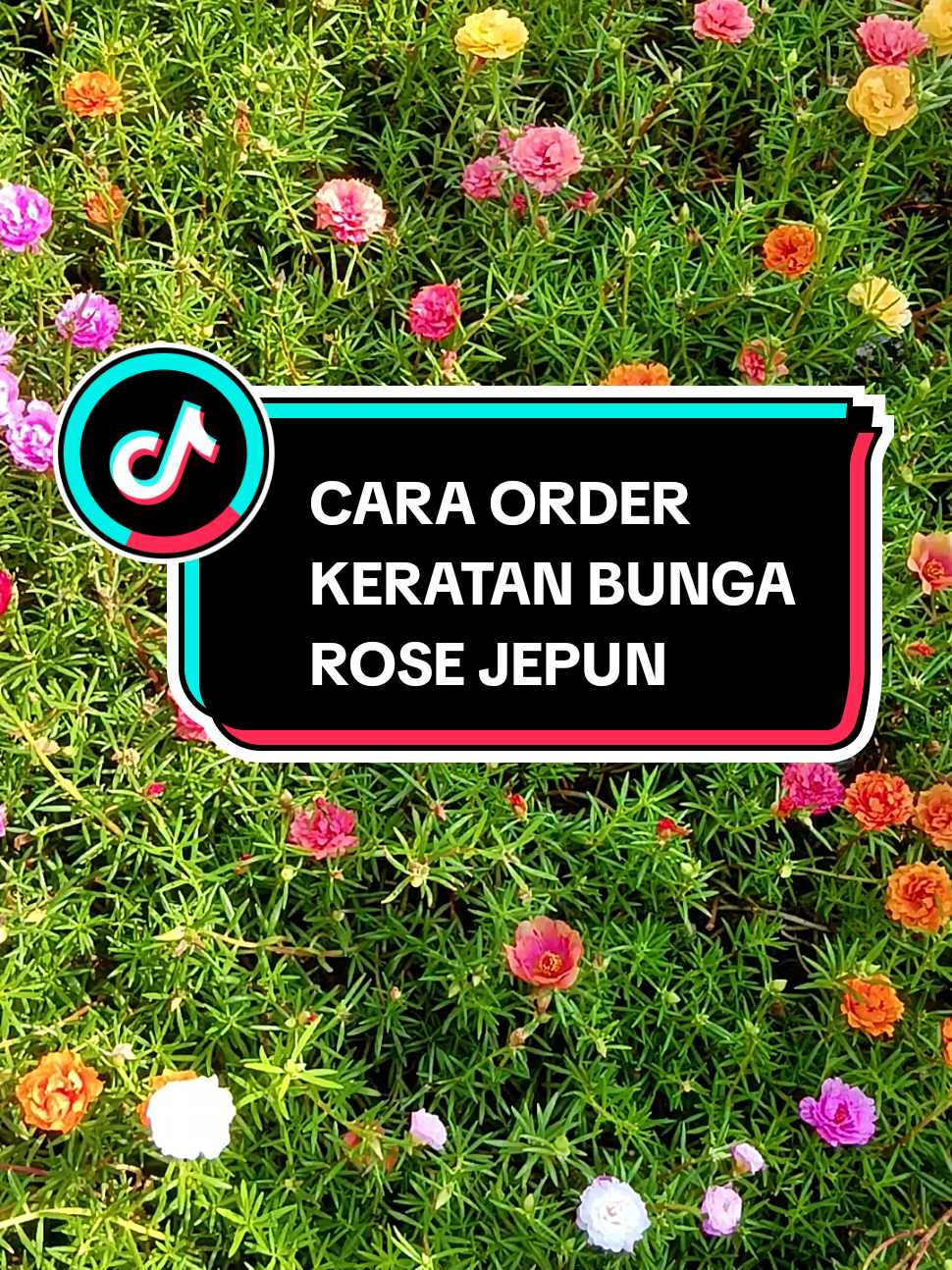 bagaimana cara nak beli keratan?? tonton VTT hingga selesai ya. #rosejepun  #susanakampung #sihatitunikmat #nonegetifenergy #masyaallahtabarakkallah 