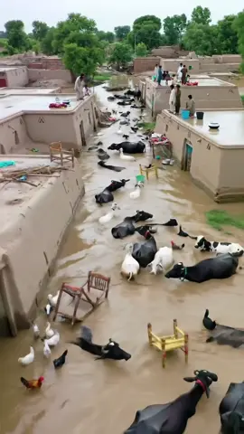 AI flood vlog #KPKFloods #PrayForPakistan #FloodTragedy #KPKUnderWater 