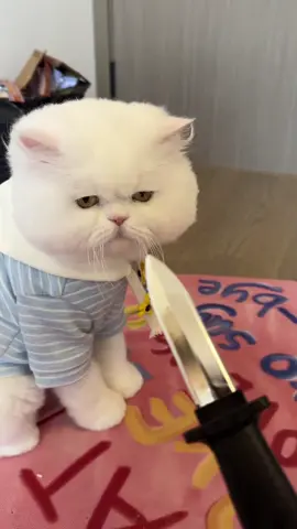 Has anyone here played with this prank toy prop dagger