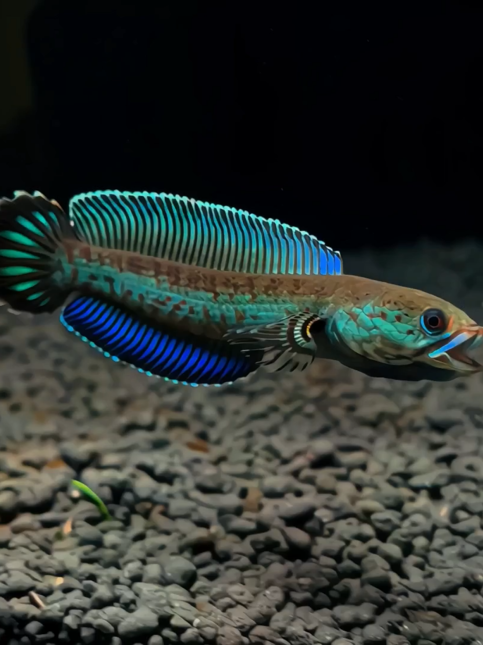 Ukuran boleh kecil, tapi mentalnya? Gede banget! Itulah alasan kenapa banyak yang jatuh cinta sama Andrao💙 #fishtank #ikanhias #hobby #aquarium #andrao #channa #ikanpredator #predatorfish #snakehead #aquascape 