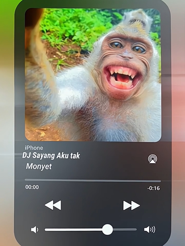 #monyet #aicover #sayangakutak 