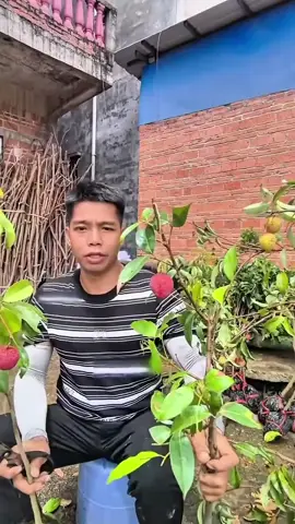 Ready lagi bibit leci merah jumbo nya ya. hasil cangkok dijamin cepat berbuah #leci #bibitleci #tanamanleci #fyp #mewalik 