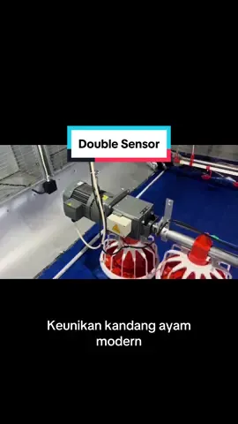 Pakan anti boros untuk kandang ayam broiler closed house #ternakayam #kandangayam #ayamlayer #ayambroiler #peternakayam 