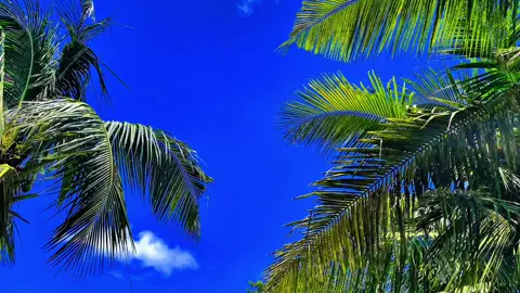 চুপচাপ থেকেও মানুষ কতটা ভেঙে যায়, তা শুধু অন্তরই বোঝে।”😅💔 #sky #প্রকৃতি #anfeezemyaccont #viral_video_tiktok #foryoupageofficiall @kamrul_f5 @Nature Lover 🌿 