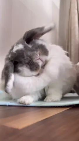 ダイエット記録四回目　 3.4キロの大きな女の子です 走るのが苦手です（太る前から） 見てくれてありがとう Hello everyone Hre name is Francfranc 🏈 你好🏈 Привет🏈 #うさぎ #ロップイヤー #ダイエット #francfranc #ボール 