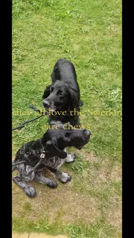 #dogsoftiktok #dogfyp #treats #dogcare 