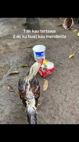 Belum beruntung🤣#bahanswmu #ayampamaiq 