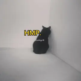 go derr okei?? .  .  #cute #funny #voiceacting #meme #cats 