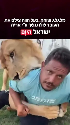 השלטונות בלוב הנחו ביממה האחרונה לעצור את בעל החווה המקומי עבדו א-סאעדי, שתיעד אריה גוהר מעל אחד מעובדיו.  בסרטון נראה העובד המצרי עלאא' א-סעידי, כאשר האריה מטפס עליו ונושך אותו. באותו זמן, בעל החווה שצילם את האירוע נשמע צוחק ומלגלג. בעקבות התיעוד, הוא צפוי לעמוד לדין במסגרת חוקים המסדירים החזקת בעלי חיים מסוכנים.