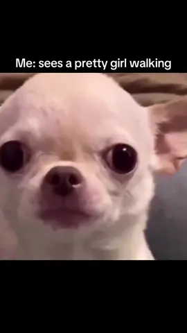 EvilDog #evildog bananza on base chain come get your $EDOGs while they are hot! #memes #memesdaily #fyp #funny