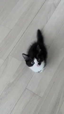 Love ❤️❤️❤️ #catsoftiktok #cats #fyp 