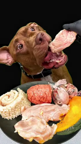 Today's meal #pitbull #mukbang  @BounceThePitbullﾊﾞｳﾝｽﾁｬﾝﾈﾙ🇯🇵 