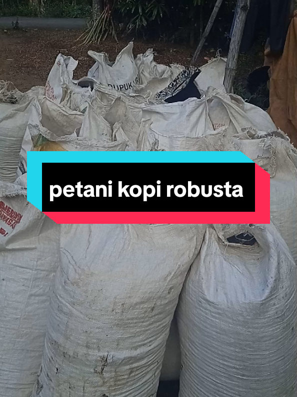 update harga kopi 21 Agustus #2025 #petaniindonesia🇮🇩🇮🇩🇮🇩🌿🌿 