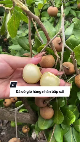 Mọi người nhấn vào giỏ hàng để mua nhãn bắp cải nhé #nhãn #thuhoach #vungtau 