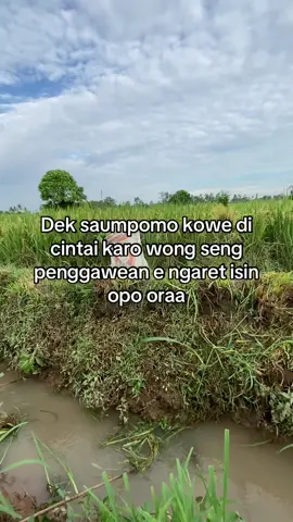 #peternak #peternaksapiindonesia #ngaritsukettttt #fyppppppppppppppppppppppp #masukberandamuu 