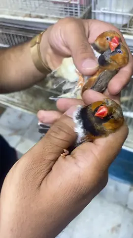 #فن #طش #الع #الشعب_الصيني_ماله_حل😂😂 #كربلاء_مدينة_العشق_والعاشقين 