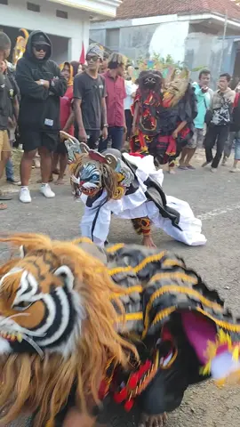 Tari kucingan#fyp #foryou #banyuwangihits #kucingan 