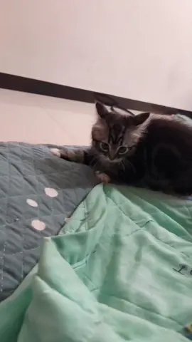 #catlitter #catsoftiktok #cats #catlover #tiktok #capcut #catlife #cat #fyp 