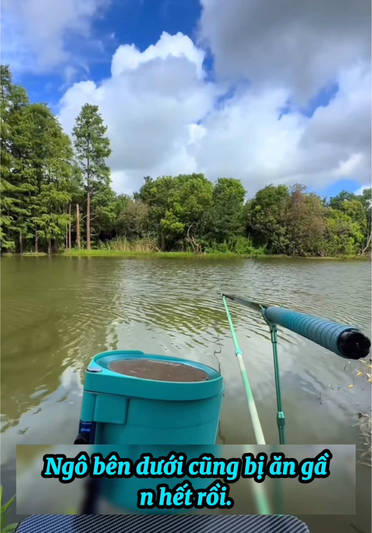 Săn cá lớn phần 2 #cauca #caucagiaitri #caucatunhien #fishing #câucá 