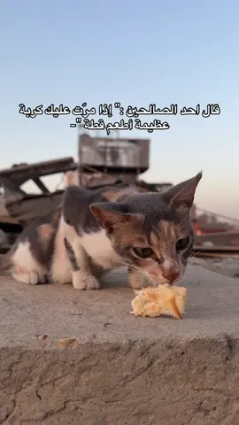 #animals #onthisday #fypシ #اكسبلورexplore #foryoupage 