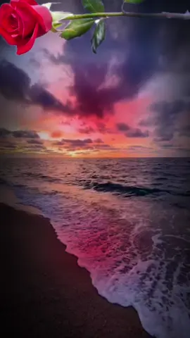 #CapCut @Bakhta2121 #🙏 @Bakhta2121 #CapCut #amine allahouma amine 🙏🍀 la paix 🤝🙏🍀 la ville de Dijon 📌🦉