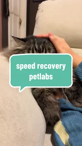 cuaca dingin udah bukan masalah lg smenjak pake speed recovery dari petlabs!! #speedrecovery #alergydingin #vitaminkucing #imunitaskucing #petlabs 