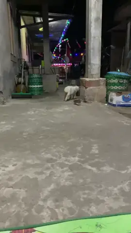 serah kamu pus 😫  #fyp #kucinglucu #trending #xyzbca 