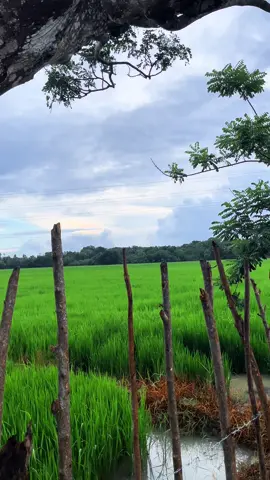 🌱🌾 #foryou #srilanka #fyp #viral #creative 