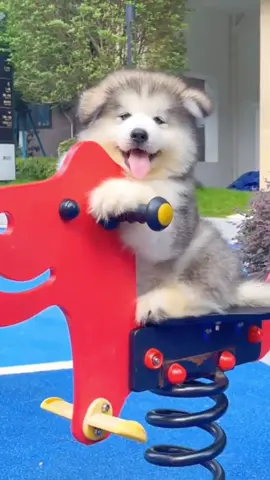 I don't want to talk about you anymore, little short legs #CutePetDogVideos #PetDogs