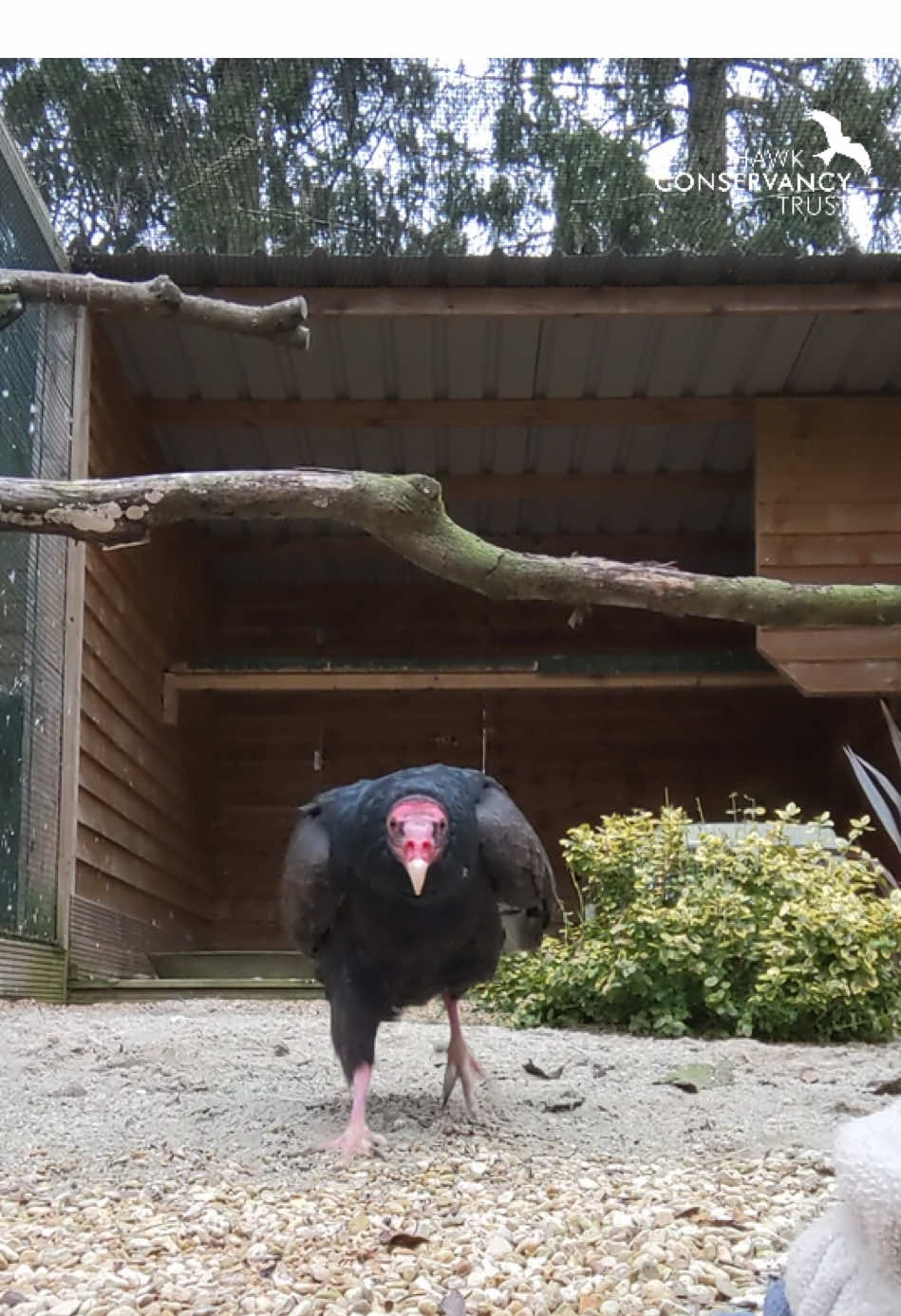 Eye spy with my little eye…our Turkey Vultures Burdock and Tenenwick! ❤️ This cheeky pair of New World Vultures are such fun characters. Burdock is currently flying most days over our wildflower meadow! Are coming along to see them? #birdsofprey #bird #birdtok #birdsoftiktok  #hawkconservancytrust 