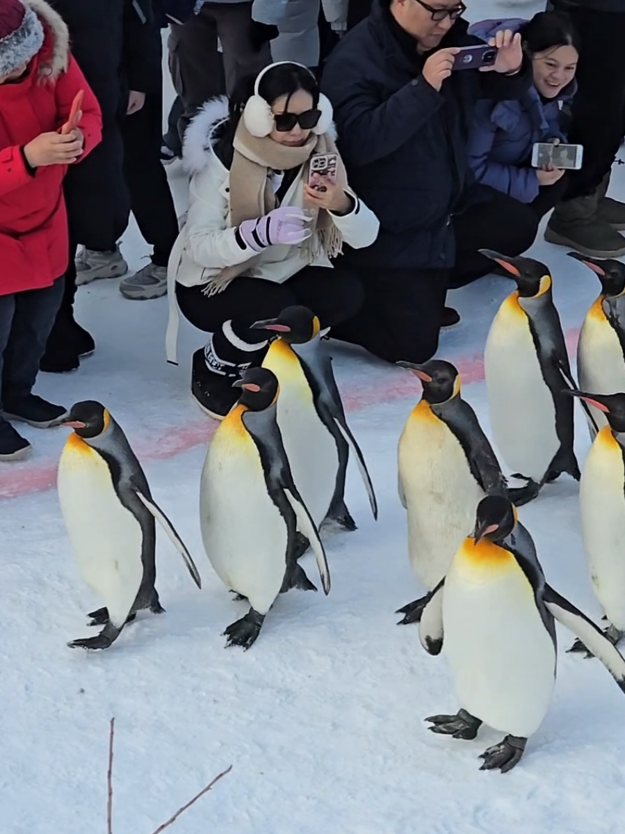Asahiyama Zoo 🐧 #พาแฟนเที่ยว  #hokkaido #japan #penguin #CapCut 