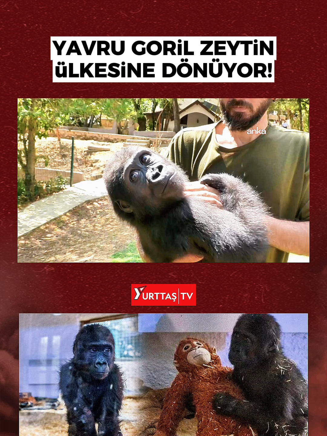 Yavru goril ''Zeytin'' eylül ayı içerisinde Nijerya'ya iade edilecek
