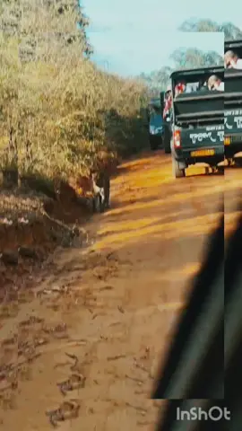 King of Yala 🇱🇰 #HiddenTrails #visitsrilanka #yala #tigers #yalasafari 