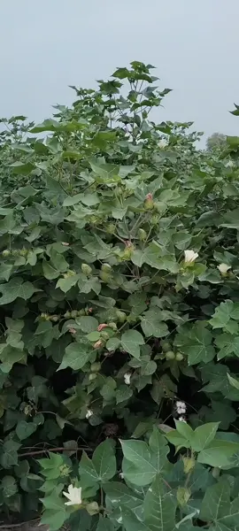 #cotton #foryou #juttlife🔥 #juttofficial #tiktok @Zulqarnain chattha @khurshidkhandhudicottongrower @malikqaswerlodhra @Akmal Basra @Asim Saeed715. @Aftab Ahmed Awan @khursheed Khan dhudi TD From @Aftab Sanwal 