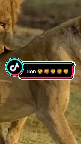 Lion and Lioness Lovely👑🫶🦁👑@ADELE💋 #1million #fyp #foryoupage #trending #Love 