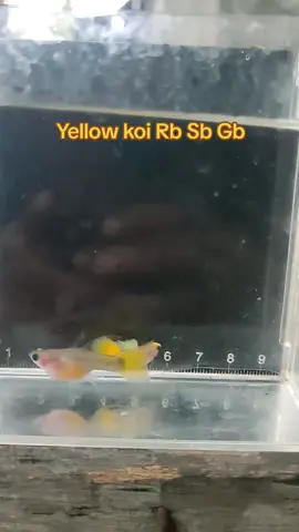 #guppyworld #guppypemula #guppyindonesia #guppybreeder #guppyfish 