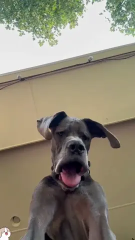 Funny dogs 🐶 #dogs #funny#funnymoments #funnyvideo #funnypets 