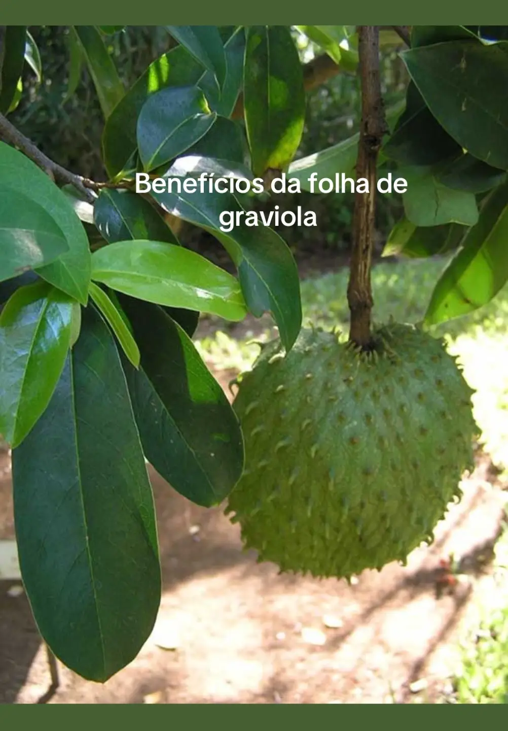 ✔️Ingredientes: 1 litro de água 10 a 15 folhas de graviola frescas ou secas (bem lavadas) ¿ Modo de preparo: 1. Ferva o 1 litro de água. 2. Assim que levantar fervura, adicione as folhas de graviola. 3. Deixe ferver por 5 a 10 minutos com a panela semi-tampada. 4. Desligue o fogo e tampe totalmente a panela. 5. Deixe em infusão por mais 10 minutos. 6. Coe e sirva morno ou gelado. Pode adoçar com mel (opcional). ⏳Como consumir: Tomar 1 a 2 xícaras por dia, de preferência longe das refeições. Não consumir por mais de 30 dias consecutivos sem orientação profissional. #graviola #dicas #saudebemestar #dicasdesaude #cha 