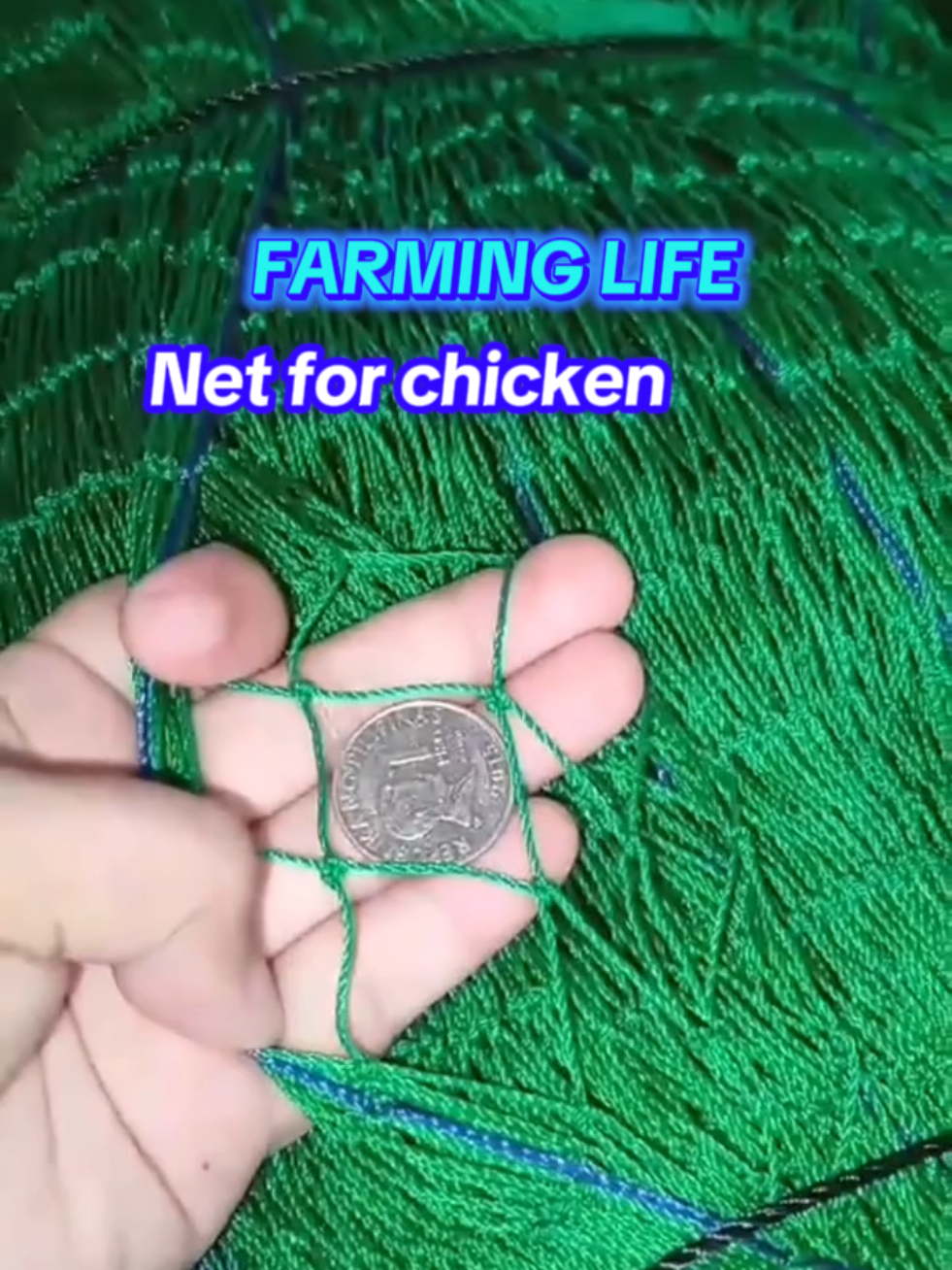 Mura at Affordable Chicken Nets #chickennet,#poultryfarming,#livestock, #farmlife, #viralvideofypシforyoupageシ 