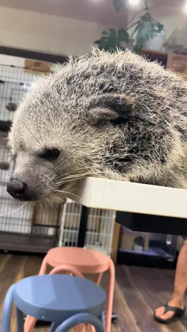 下を覗き込むポップちゃん 何かが気になるのかな？ #動物カフェ #アニマルカフェ #エキゾチックアニマル #ビントロング
