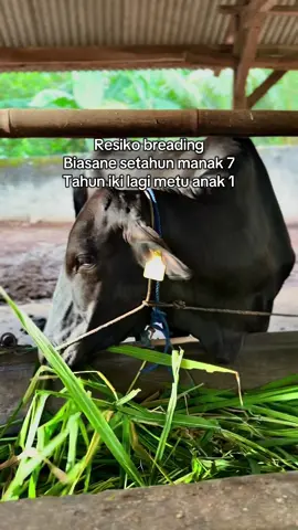 Kuncine mung sabar☺️ #fyp #peternakmuda #sapi 