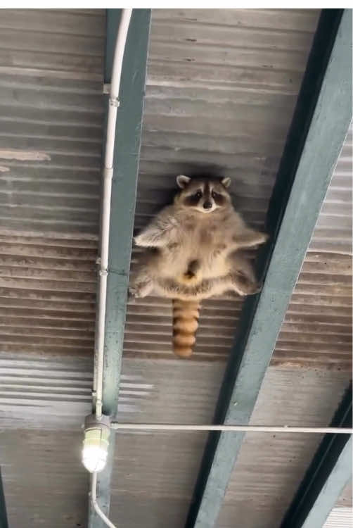 Happy little raccoon 🦝 #animals #foryou #happy #raccoon 