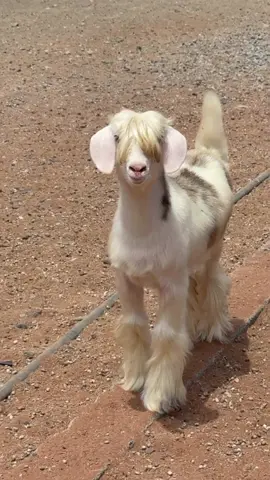 ذكرو الله من حلالي المتواضع 